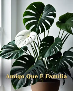 Aniversário do Amigo que é Família